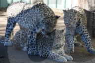 FEATURE - Leoparde im Zoo von Madrid