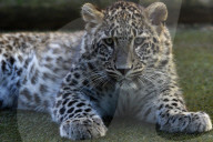FEATURE - Leoparde im Zoo von Madrid