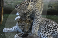 FEATURE - Leoparde im Zoo von Madrid