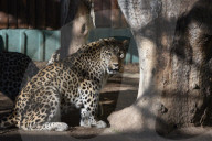FEATURE - Leoparde im Zoo von Madrid
