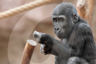 FEATURE - Kleiner Gorilla im Zoo von Prag