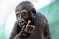 FEATURE - Kleiner Gorilla im Zoo von Prag