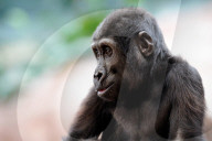 FEATURE - Kleiner Gorilla im Zoo von Prag
