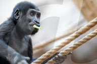 FEATURE - Kleiner Gorilla im Zoo von Prag