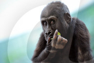FEATURE - Kleiner Gorilla im Zoo von Prag