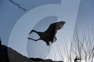 FEATURE - Pix of the Day: Bilder des Tages