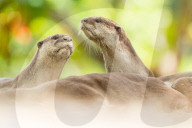 FEATURE - Pix of the Day: Bilder des Tages