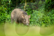 FEATURE - Pix of the Day: Bilder des Tages