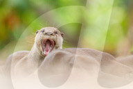 FEATURE - Pix of the Day: Bilder des Tages