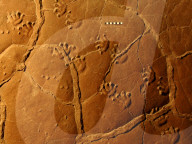FEATURE - Forscher lassen 300 Millionen Jahre altes Fossil mithilfe Robotertechnik laufen