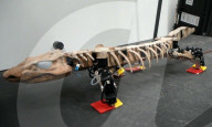 FEATURE - Forscher lassen 300 Millionen Jahre altes Fossil mithilfe Robotertechnik laufen