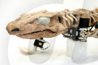 FEATURE - Forscher lassen 300 Millionen Jahre altes Fossil mithilfe Robotertechnik laufen
