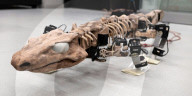 FEATURE - Forscher lassen 300 Millionen Jahre altes Fossil mithilfe Robotertechnik laufen