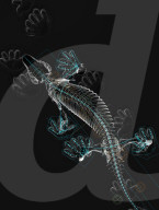 FEATURE - Forscher lassen 300 Millionen Jahre altes Fossil mithilfe Robotertechnik laufen