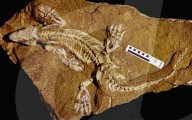 FEATURE - Forscher lassen 300 Millionen Jahre altes Fossil mithilfe Robotertechnik laufen