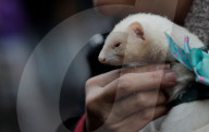 FEATURE - Tiere werden in Madrid gesegnet