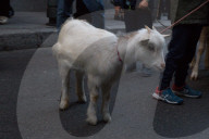 FEATURE - Tiere werden in Madrid gesegnet