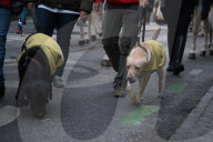 FEATURE - Tiere werden in Madrid gesegnet