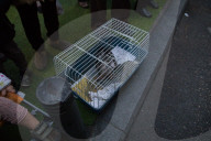 FEATURE - Tiere werden in Madrid gesegnet