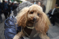 FEATURE - Tiere werden in Madrid gesegnet