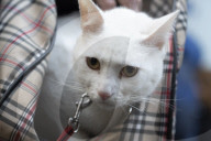FEATURE - Tiere werden in Madrid gesegnet