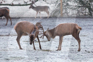 FEATURE - Pix of the Day: Bilder des Tages