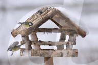 FEATURE - Pix of the Day: Bilder des Tages