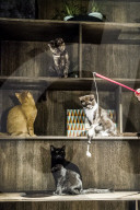FEATURE - Katzenkaffee in Stockholm