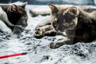 FEATURE - Katzenkaffee in Stockholm