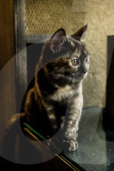 FEATURE - Katzenkaffee in Stockholm
