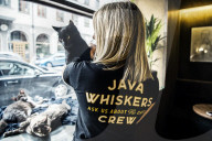 FEATURE - Katzenkaffee in Stockholm