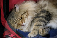 FEATURE - Katzen Ausstellung in Portland