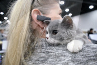 FEATURE - Katzen Ausstellung in Portland