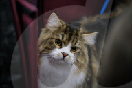 FEATURE - Katzen Ausstellung in Portland