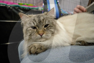 FEATURE - Katzen Ausstellung in Portland