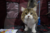 FEATURE - Katzen Ausstellung in Portland