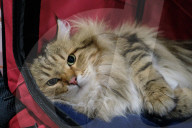 FEATURE - Katzen Ausstellung in Portland