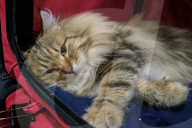 FEATURE - Katzen Ausstellung in Portland