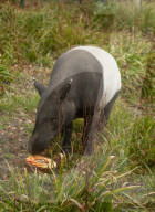 FEATURE - Happy Birthday: Der ältester Tapir der Welt feiert seinen 41.Geburtstag mit einem Apfelkuchen