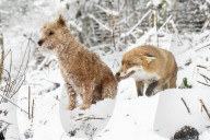 FEATURE - Tierfreundschaft: Fuchs und Terrier