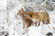 FEATURE - Tierfreundschaft: Fuchs und Terrier