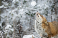FEATURE - Tierfreundschaft: Fuchs und Terrier