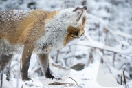 FEATURE - Tierfreundschaft: Fuchs und Terrier