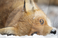 FEATURE - Tierfreundschaft: Fuchs und Terrier