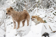 FEATURE - Tierfreundschaft: Fuchs und Terrier
