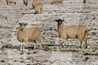 NEWS - Winterwetter in Mitteleuropa