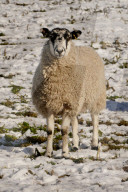 NEWS - Winterwetter in Mitteleuropa
