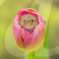 FEATURE - Frühlingsgefühle: Zwergmäuse erkunden Tulpenblüten