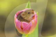 FEATURE - Frühlingsgefühle: Zwergmäuse erkunden Tulpenblüten