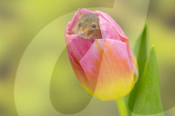 FEATURE - Frühlingsgefühle: Zwergmäuse erkunden Tulpenblüten
